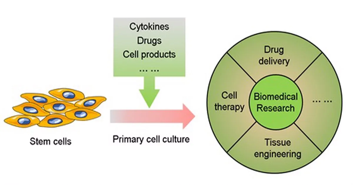 Primary Cell Isolation and Culture 