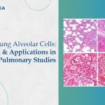Swine Lung Alveolar Cells: Research & Applications in Pulmonary Studies