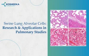 Read more about the article Swine Lung Alveolar Cells: Research & Applications in Pulmonary Studies