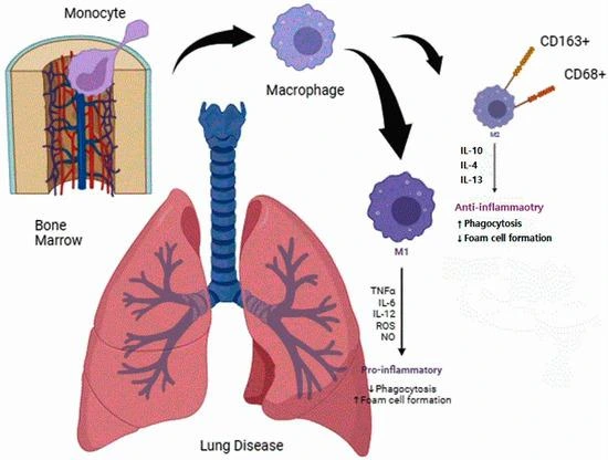 Swine Lung Alveolar Cells