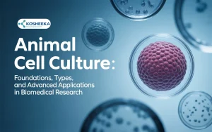 Read more about the article Animal Cell Culture: Foundations, Types, and Advanced Applications in Biomedical Research