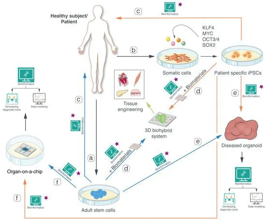 Biomedical Research Cells
