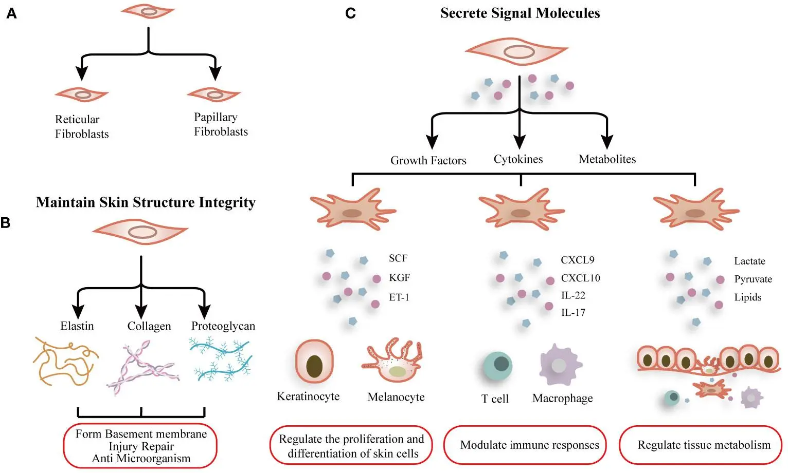 Dermal fibroblast culture