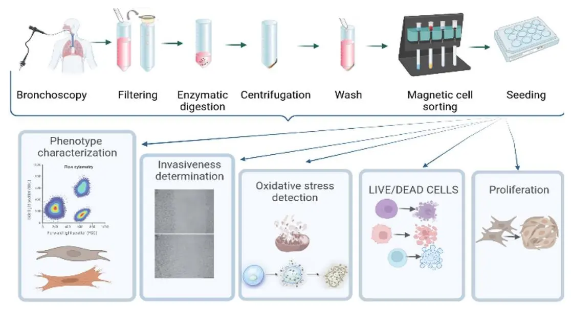 Swine lung alveolar cells