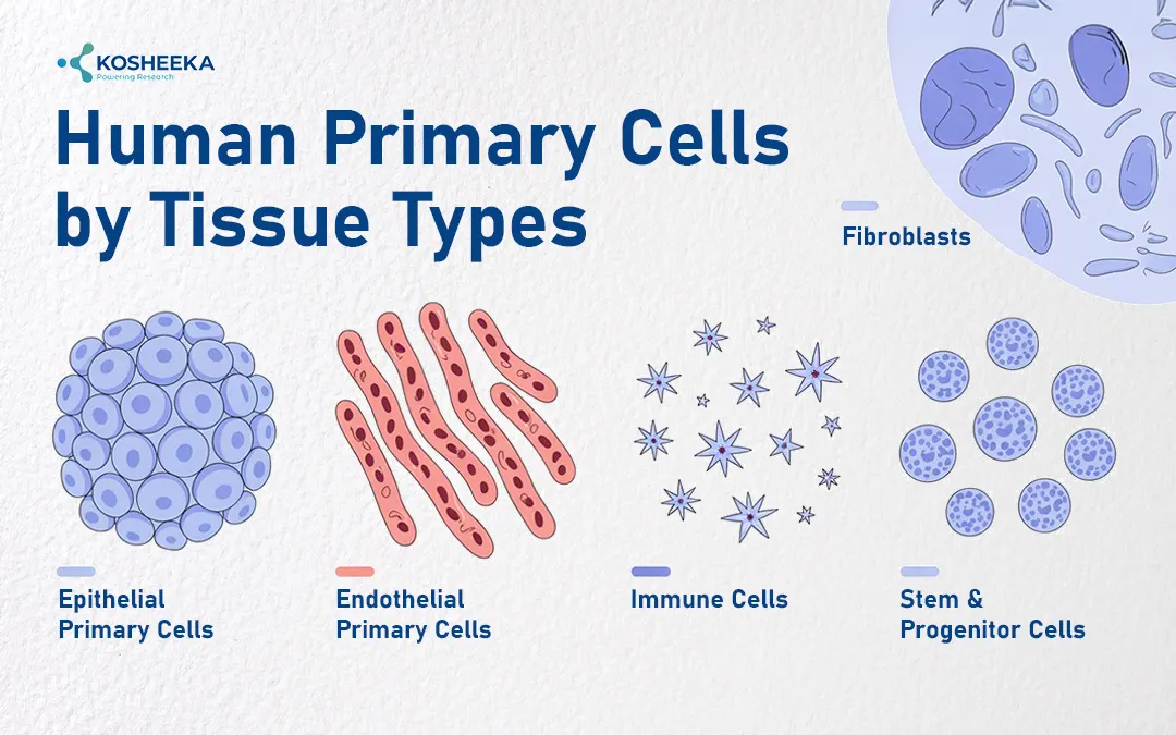 Human-Primary-Cells