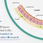 Human Primary Endothelial Cells: A New Frontier in Regenerative Research