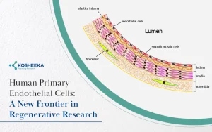 Read more about the article Human Primary Endothelial Cells: A New Frontier in Regenerative Research