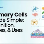 Primary Cells Made Simple: Definition, Types, and Uses