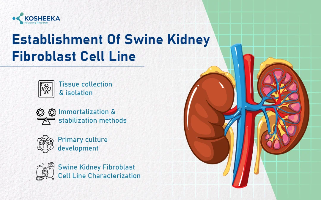 Establishment-of-Swine-Kidney-Fibroblast-Cell-Line