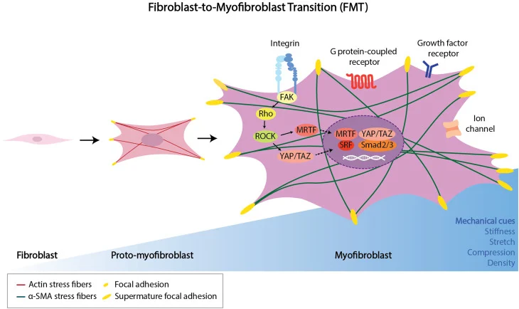 Fibroblast-TO-Myofibroblast-Transition-FMT