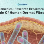 A Biomedical Research Breakthrough: The Role of Human Dermal Fibroblasts
