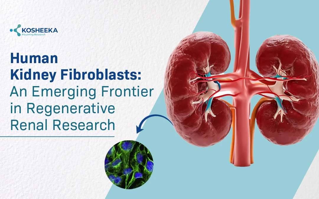 You are currently viewing Human Kidney Fibroblasts: An Emerging Frontier in Regenerative Renal Research