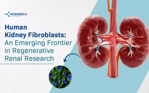 Read more about the article Human Kidney Fibroblasts: An Emerging Frontier in Regenerative Renal Research