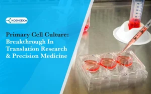 Read more about the article Primary Cell Culture: Breakthrough in Translation Research and Precision Medicine
