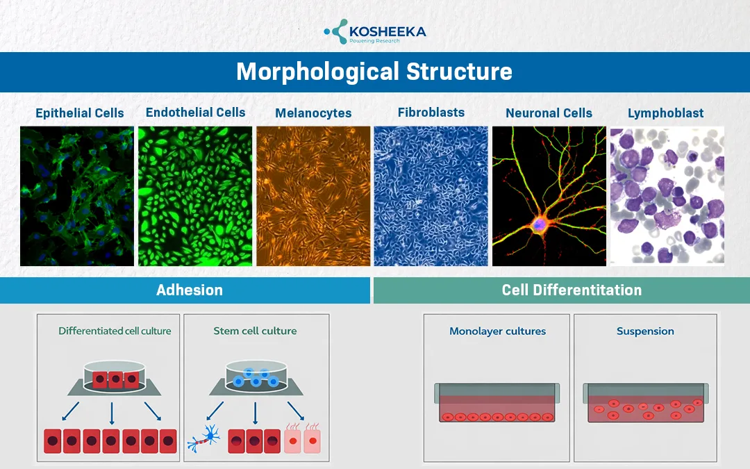 Sub-classification-of-Human-Primary-Cells