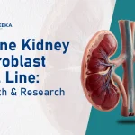 Swine Kidney Fibroblast Cell Line: Growth and Research Uses