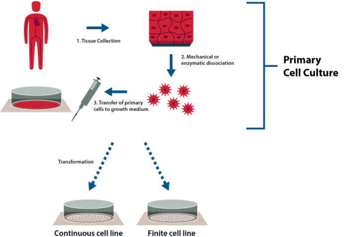 primary-cell-culture-development