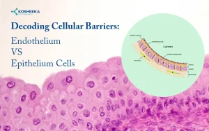 Read more about the article Endothelium vs Epithelium: A Promising Frontier in Molecular Biology Research