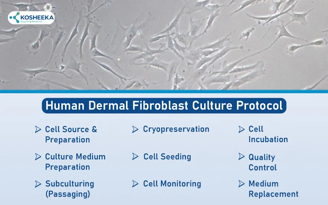 Human-Dermal-Fibroblast-Culture-Protocol