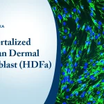 Human Dermal Fibroblast: New Insights in Skin Biology Research