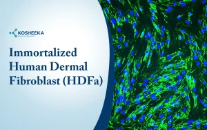 Read more about the article Human Dermal Fibroblast: New Insights in Skin Biology Research