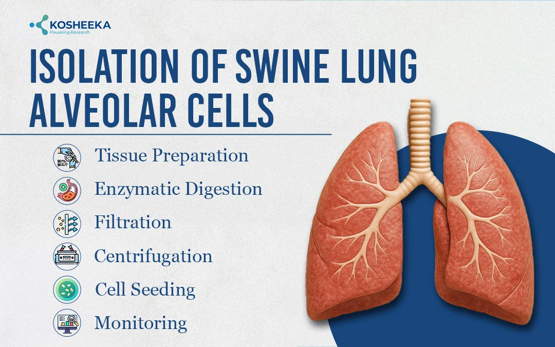 Isolation-of-Swine-lung-alveolar-cells