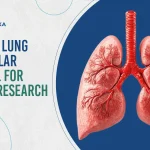 Analysis of Swine Lung Alveolar Cells: Breakthrough in Lung Research