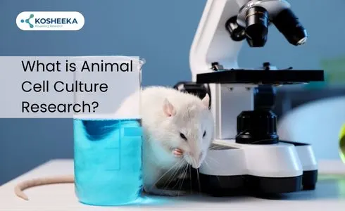 What is Animal Cell Culture Research