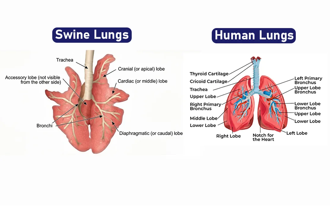 swine-and-human-lung