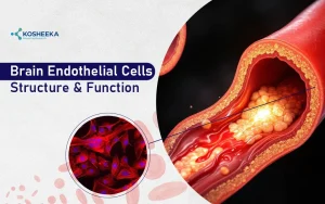 Read more about the article Brain Endothelial Cells: New Insights into Blood–Brain Barrier Integrity Research