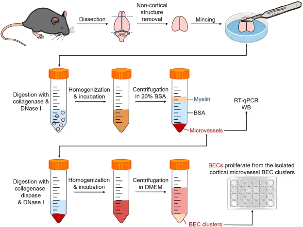 Endothelial-Cell-Isolation
