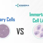 Immortalized Cell Lines vs Primary Cells: Which One Is Better for Research?