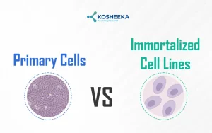 Read more about the article Immortalized Cell Lines vs Primary Cells: Which One Is Better for Research?