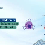 Mast Cell Markers: Paving New Frontiers in Immunology Research