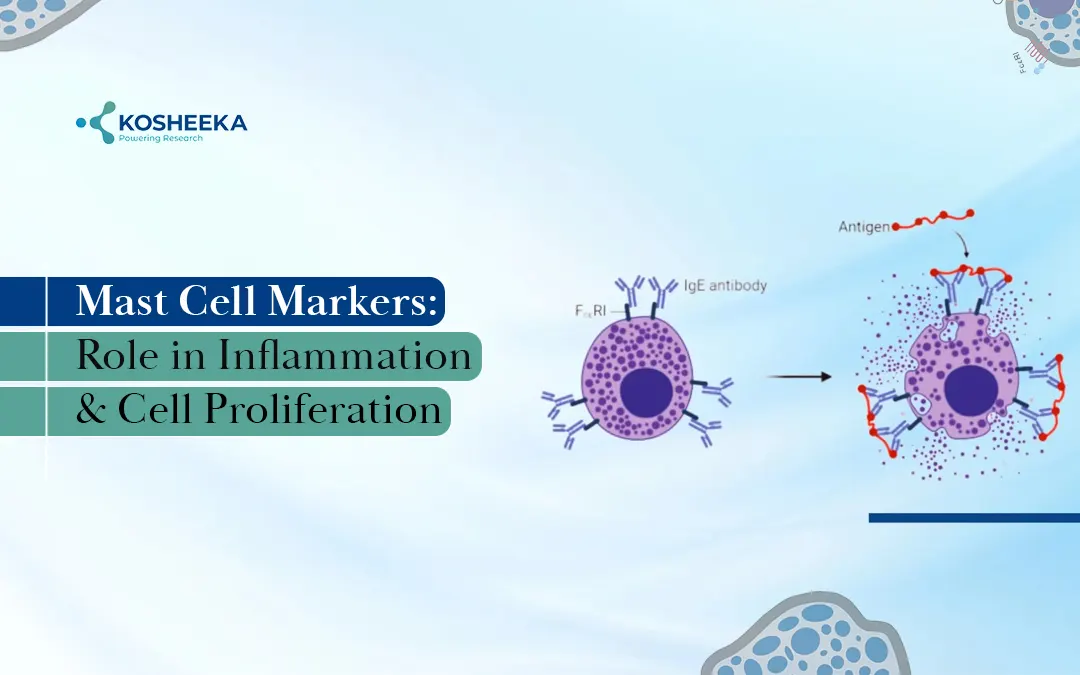 You are currently viewing Mast Cell Markers: Paving New Frontiers in Immunology Research