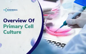 Read more about the article Primary Cell Culture: Breakthrough in Biomedical Research