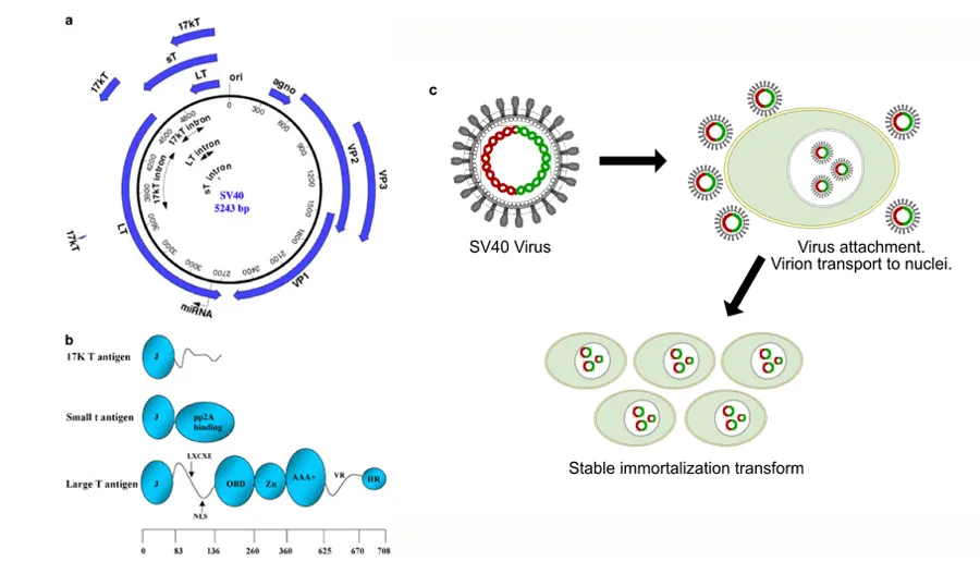 SV40-induces-cell-immortalization