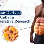 Adipose-Derived Stem Cells: Unlocking New Insights in Regenerative Research