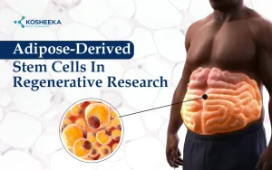 Read more about the article Adipose-Derived Stem Cells: Unlocking New Insights in Regenerative Research