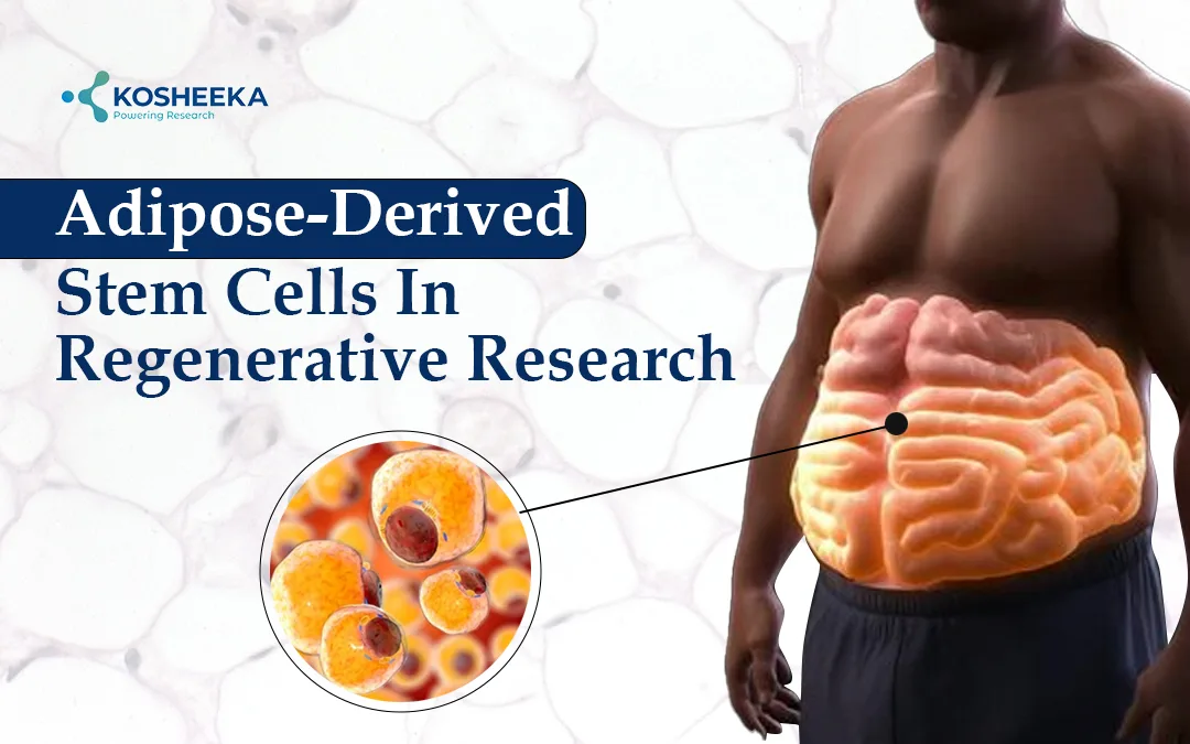You are currently viewing Adipose-Derived Stem Cells: Unlocking New Insights in Regenerative Research