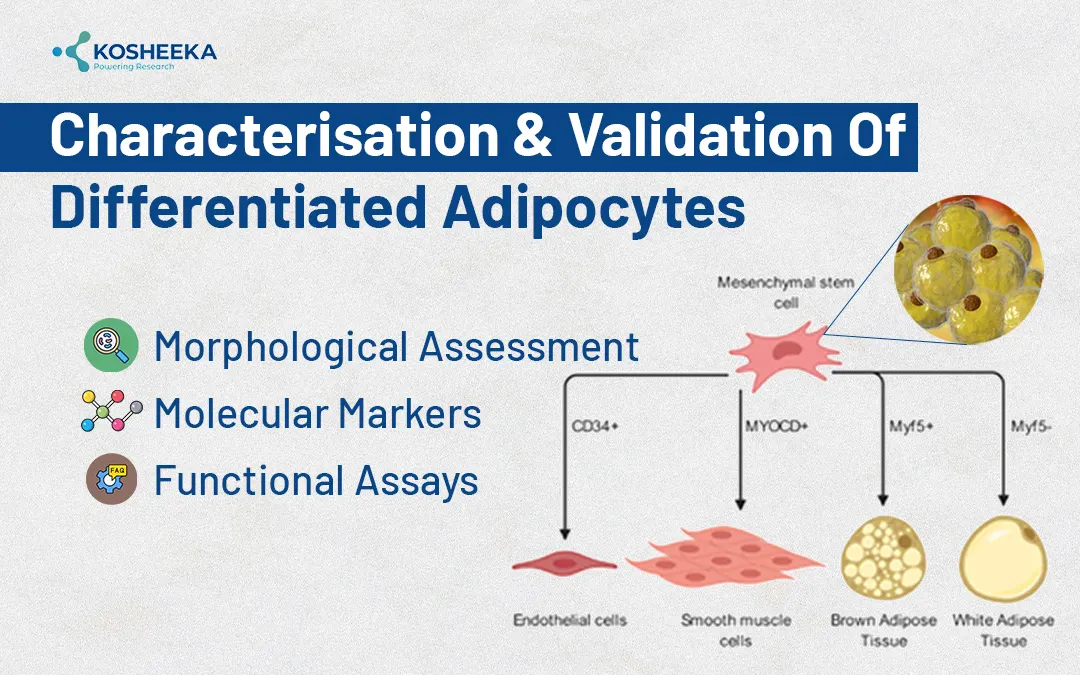 Characterisation-and-Validation-of-Differentiated-Adipocytes
