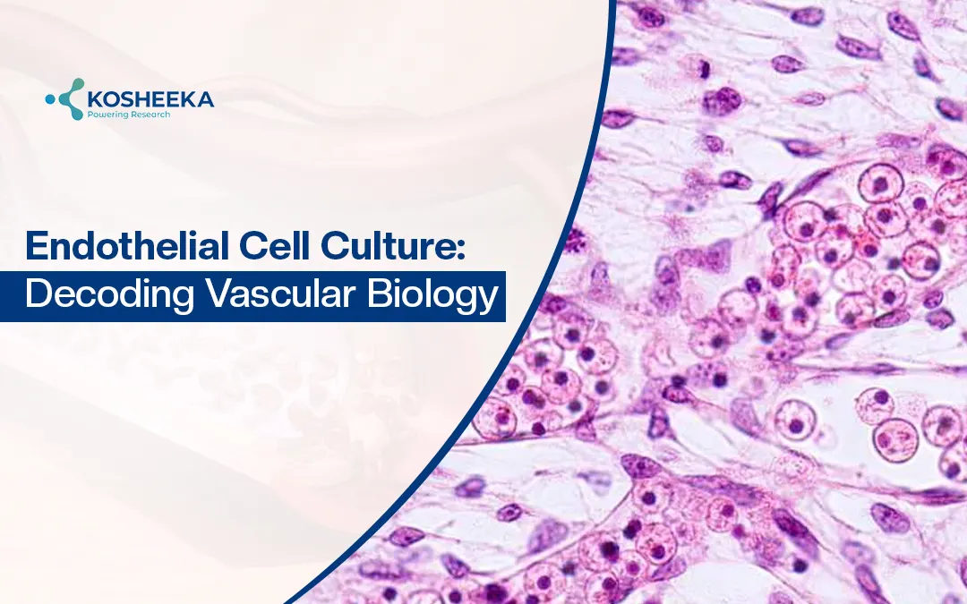 You are currently viewing Endothelial Cell Culture: A Model for Groundbreaking Vascular Research