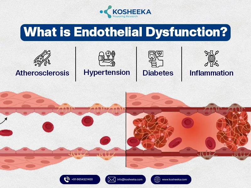 Endothelial-Dysfunction