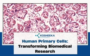 Read more about the article Human Primary Cells: Pioneering Innovation from Bench to Bedside