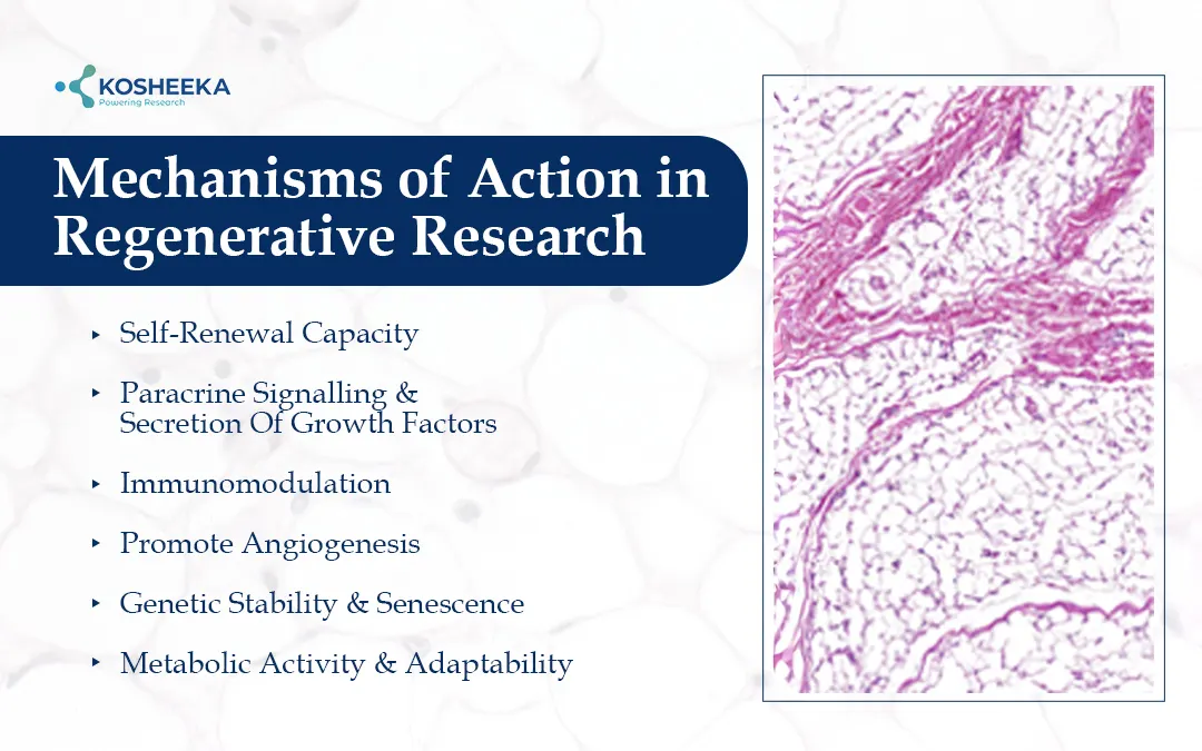 Mechanisms-of-Action-in-Regenerative-Research