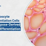 Preadipocyte Differentiation in Adipocyte Culture: Breakthrough in Regenerative Research