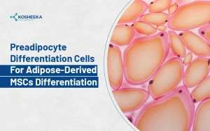 Read more about the article Preadipocyte Differentiation in Adipocyte Culture: Breakthrough in Regenerative Research