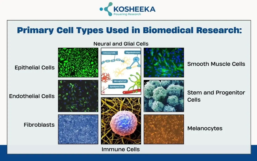 Primary-Cell-Types-Used-in-Biomedical-Research