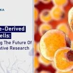 How Adipose-Derived Stem Cells Are Revolutionizing Regenerative Research