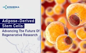 Read more about the article How Adipose-Derived Stem Cells Are Revolutionizing Regenerative Research